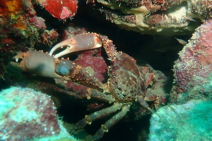 Advanced PADI Diving Course from Cartagena to Barú — 2-Day Advanced Open Water photo 5
