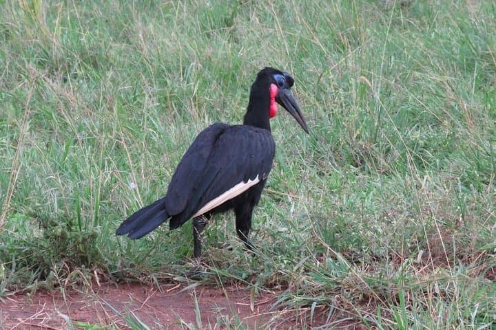3-Day Murchison Falls Big-5 Safari — Giraffe Paradise & Ziwa Rhino Trek photo 4
