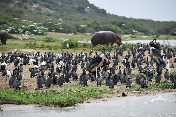 Rwanda-to-Serengeti-Gorillas-and-Migration-Overland-Safari photo 4