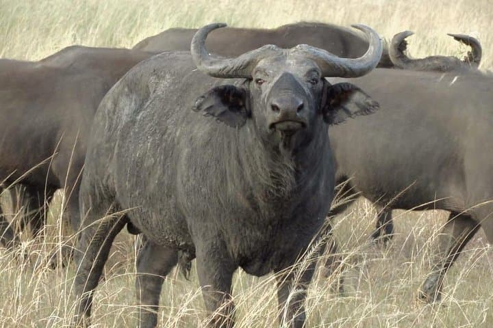 3-Day Murchison Falls Big-5 Safari — Giraffe Paradise & Ziwa Rhino Trek photo 3