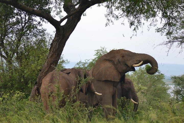 3-Day Murchison Falls Big-5 Safari — Giraffe Paradise & Ziwa Rhino Trek photo 6