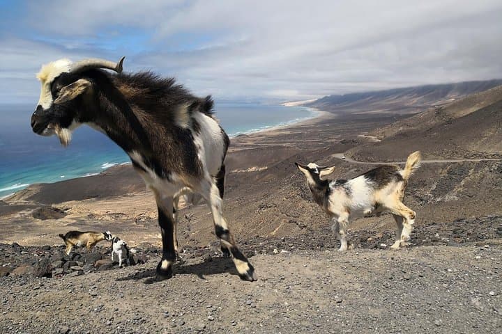 Cofete & Villa Winter VIP Tour: Wild Jandía Coast Drive in Fuerteventura photo 6