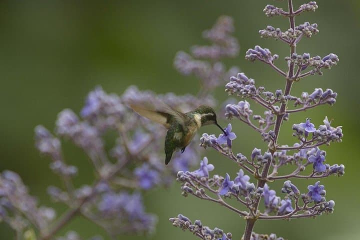Cerro Blanco Birdwatching from Guayaquil — Half-Day Tumbesian Dry Forest Tour photo 5