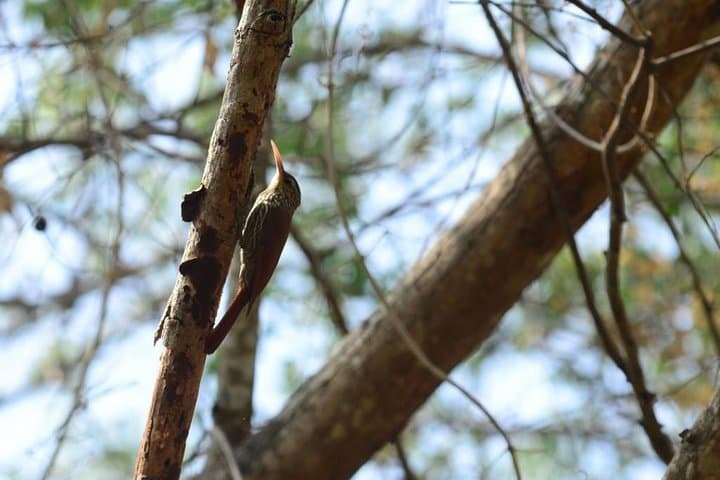 Cerro Blanco Birdwatching from Guayaquil — Half-Day Tumbesian Dry Forest Tour photo 6