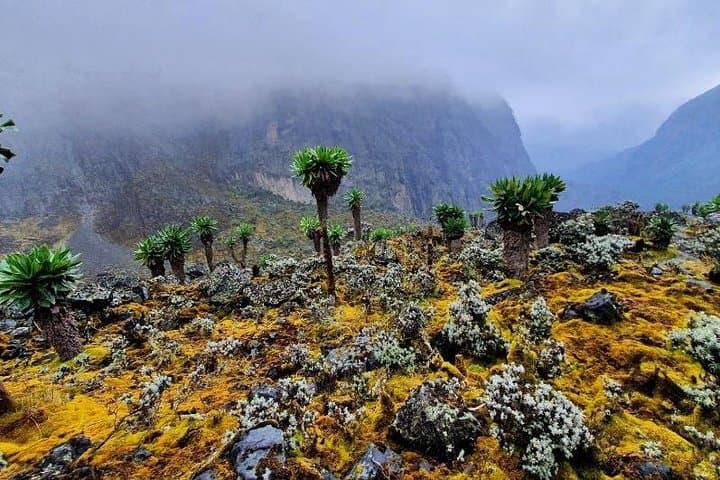 Touch the Glacier: 8-Day Rwenzori Mountains Trek to 4,350 m photo 6