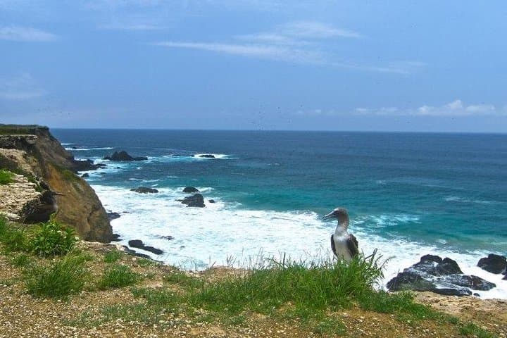 La Plata Island & Humpback Whale Watching Day Trip from Puerto López photo 3