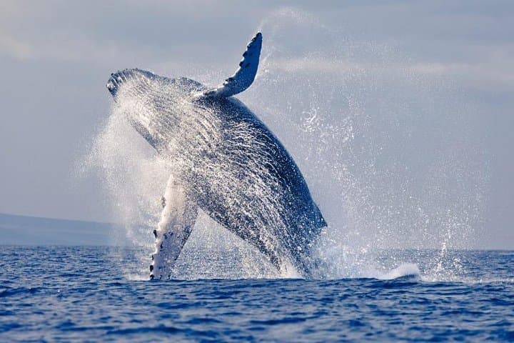 Scuba Diving Isla de la Plata: Whale Watching & Turtle Encounters from Puerto López photo 2