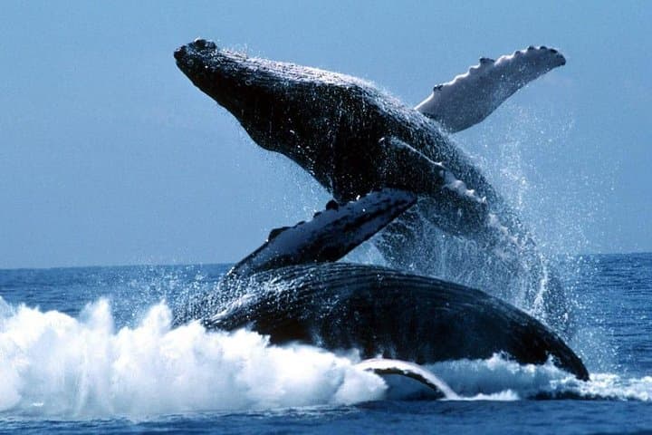 Scuba Diving Isla de la Plata: Whale Watching & Turtle Encounters from Puerto López photo 5