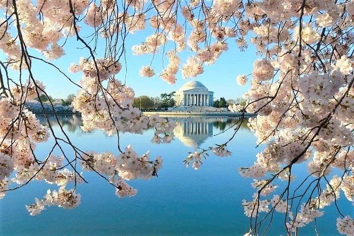 Private Washington DC Highlights Tour: Monuments, Memorials & White House photo 3