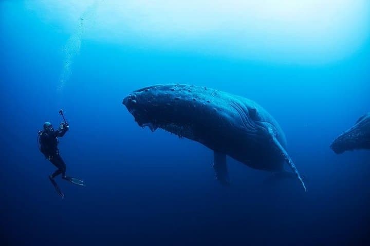 Scuba Diving Isla de la Plata: Whale Watching & Turtle Encounters from Puerto López