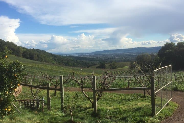 Private 8-Hour San Francisco to Sonoma Wine Tour — VIP Tastings & Vineyard Access photo 4