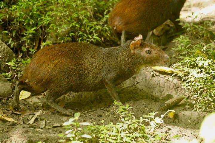 Half-Day Rainforest Hike in Tobago — Main Ridge Guided Tour