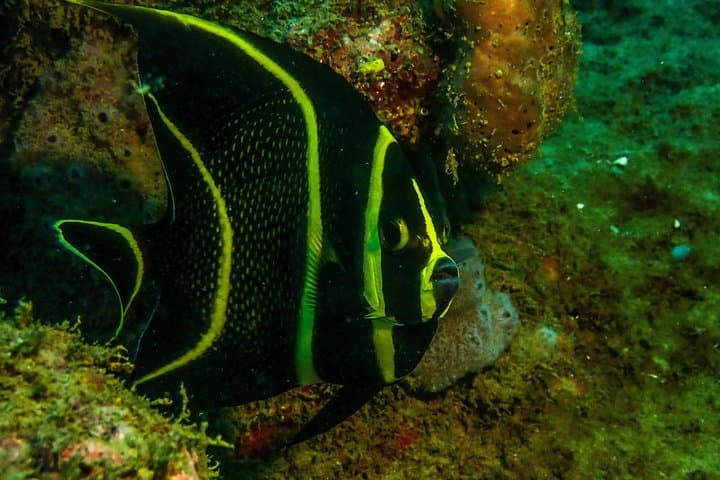 Rincón Guided Coral Reef Scuba Dive — 1-Tank Shore Dive for Certified Divers photo 3
