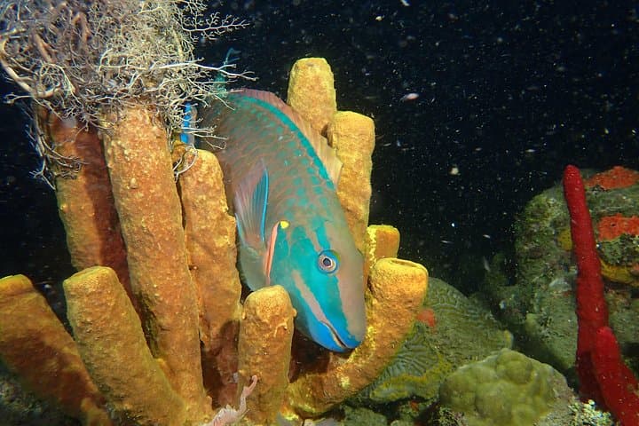 Rincón Guided Coral Reef Scuba Dive — 1-Tank Shore Dive for Certified Divers photo 4