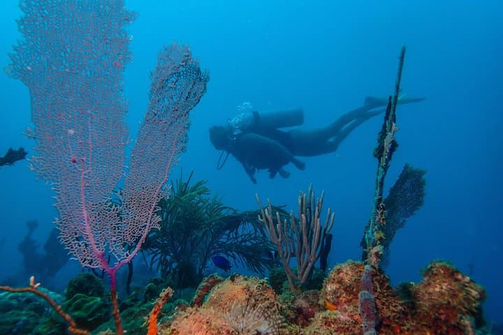 Rincón Guided Coral Reef Scuba Dive — 1-Tank Shore Dive for Certified Divers