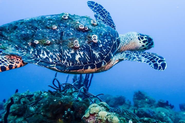 Rincón Guided Coral Reef Scuba Dive — 1-Tank Shore Dive for Certified Divers photo 2