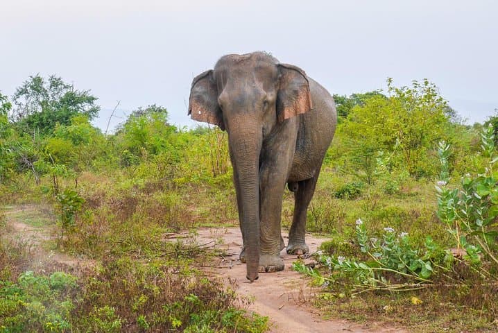 Udawalawe Safari from Colombo: Full-Day Jeep Trip to See Wild Elephants photo 2