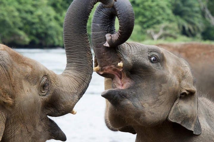 Udawalawe Safari from Colombo: Full-Day Jeep Trip to See Wild Elephants photo 3