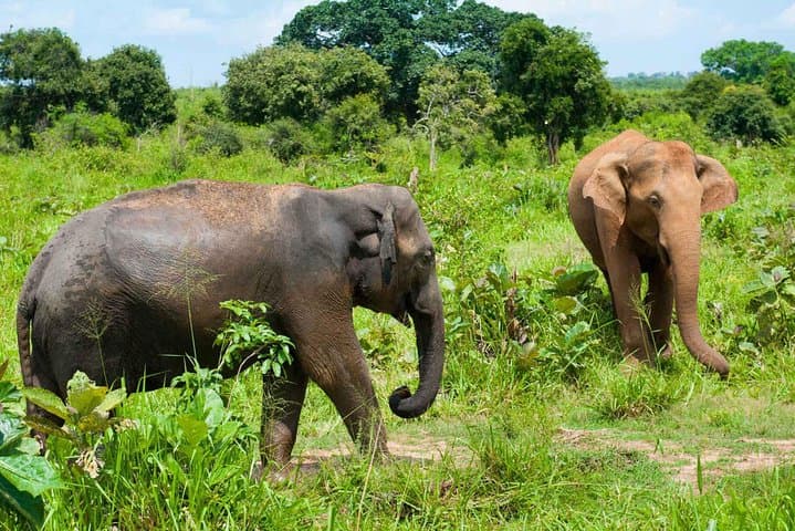 Udawalawe Safari from Colombo: Full-Day Jeep Trip to See Wild Elephants photo 4