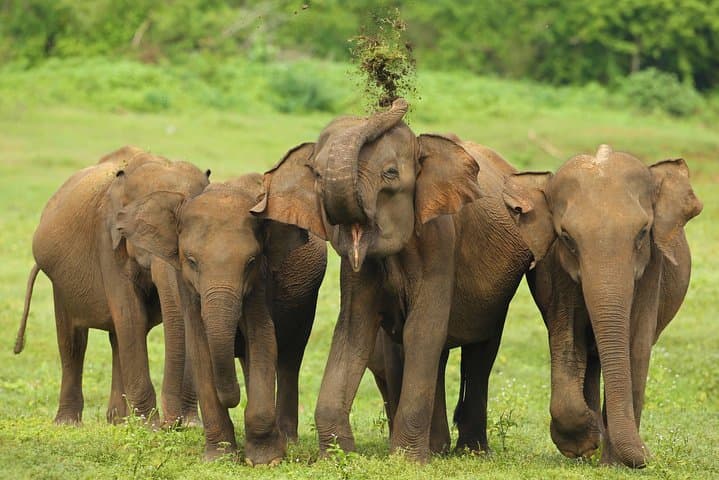 Udawalawe Safari from Colombo: Full-Day Jeep Trip to See Wild Elephants photo 5