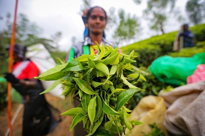 Nuwara Eliya and Kandy 2-Day Private Tour: Tea Country, Temples & Botanical Gardens photo 1