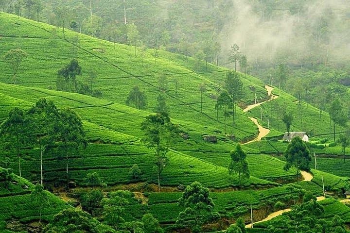 Nuwara Eliya and Kandy 2-Day Private Tour: Tea Country, Temples & Botanical Gardens photo 2