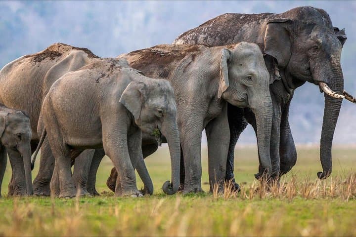 Chilla Range Jeep Safari: Rajaji National Park Wildlife from Rishikesh photo 2