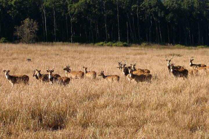 Chilla Range Jeep Safari: Rajaji National Park Wildlife from Rishikesh photo 3
