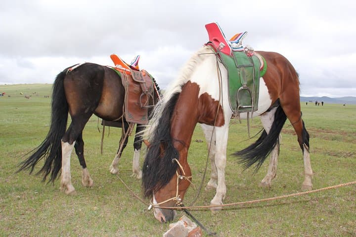 Gobi and Central Mongolia Local Naadam: 14-Day Cultural & Desert Adventure photo 6