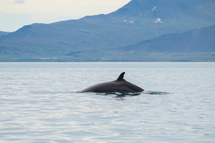 Snorkel Silfra and Whale Watch from Reykjavik: Self-Drive Day Trip photo 4