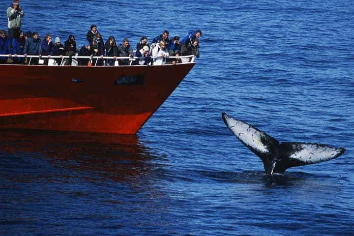 Snorkel Silfra and Whale Watch from Reykjavik: Self-Drive Day Trip photo 2