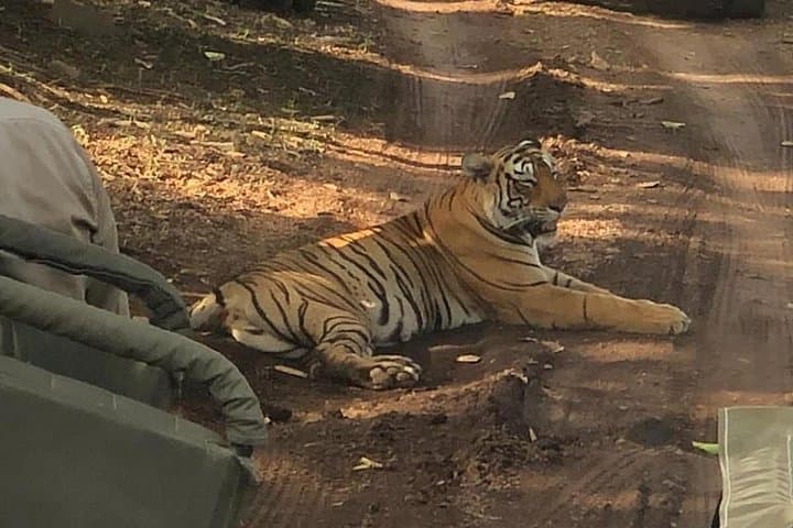 Full-Day Ranthambore Safari from Jaipur: Tigers, Lakes & Rural Life photo 2