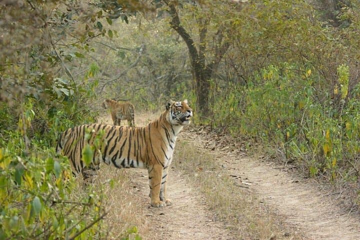 Full-Day Ranthambore Safari from Jaipur: Tigers, Lakes & Rural Life photo 1