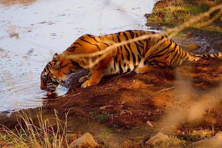 Full-Day Ranthambore Safari from Jaipur: Tigers, Lakes & Rural Life photo 3