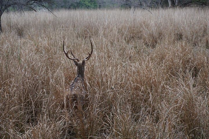 Full-Day Ranthambore Safari from Jaipur: Tigers, Lakes & Rural Life photo 4