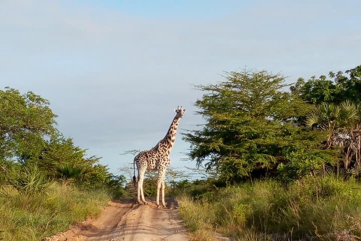 Saadani National Park: 3-Day Safari & Wami River Boat Safari from Dar es Salaam
