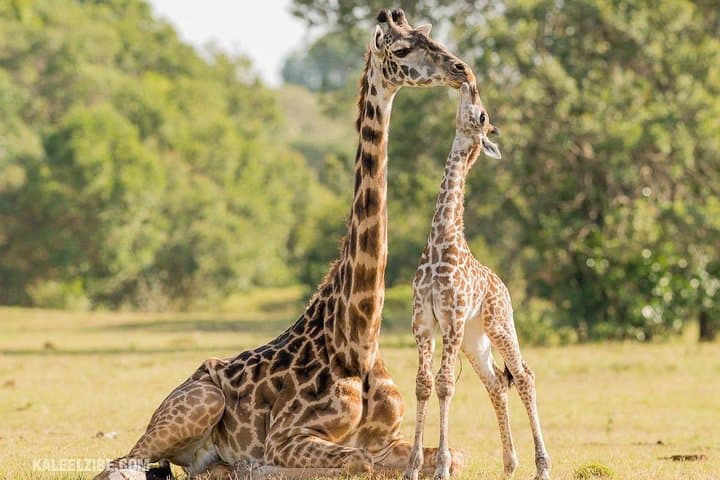 6-Day South Africa Honeymoon: Cape Town, Johannesburg & Durban Highlights photo 5
