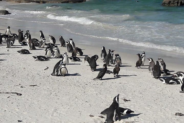 6-Day South Africa Honeymoon: Cape Town, Johannesburg & Durban Highlights photo 6