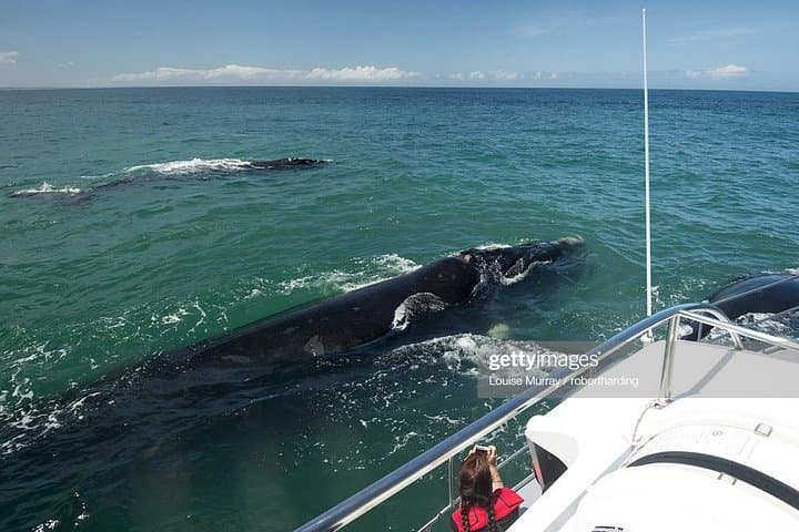 Cape Town 3-Day Shark Cage Diving, Cape Peninsula & Winelands Tour photo 6