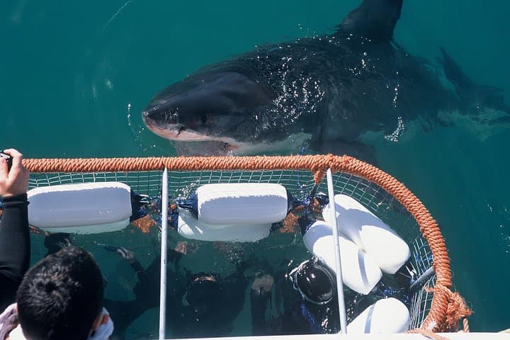 Cape Town to Hermanus Whale Watching: Full-Day Tour with Transport photo 2