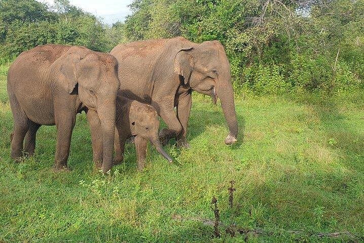 Minneriya National Park Private Safari: 4-Hour Elephant Encounters & Wildlife Viewing photo 3