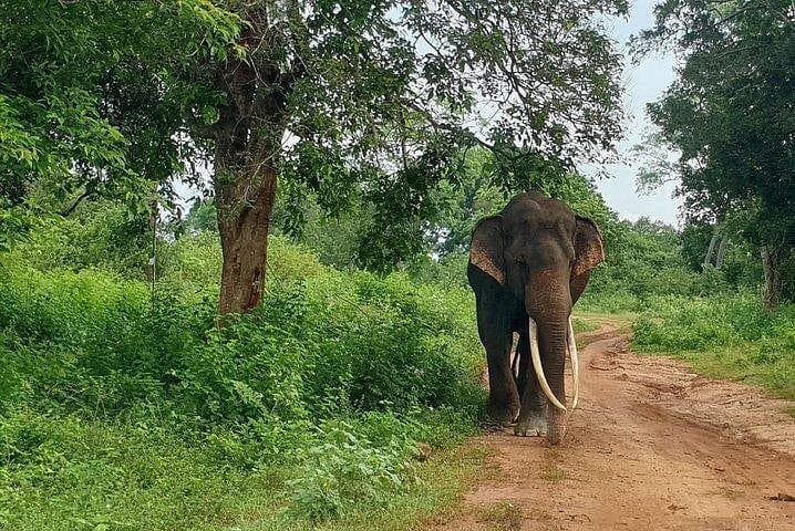 Minneriya National Park Private Safari: 4-Hour Elephant Encounters & Wildlife Viewing photo 4