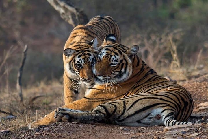 Ranthambore Gypsy Safari: Skip-the-Line Tiger Drives & Jeep Wildlife Viewing photo 1