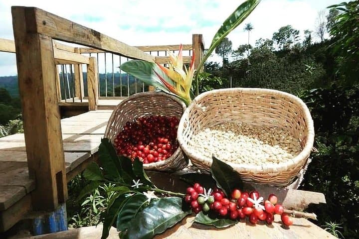Horseback Coffee & Viewpoints at Las Acacias — Salento Farm Tour