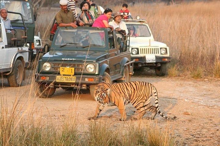 Ranthambore Gypsy Safari: Skip-the-Line Tiger Drives & Jeep Wildlife Viewing photo 2