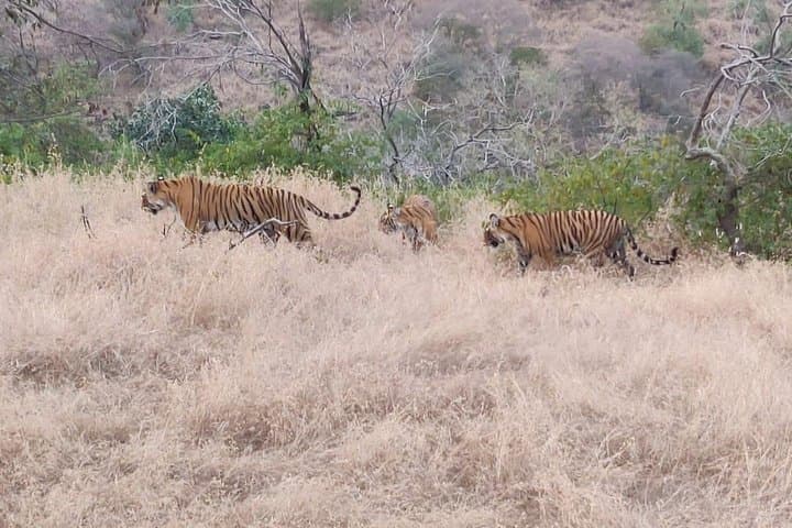 Ranthambore Gypsy Safari: Skip-the-Line Tiger Drives & Jeep Wildlife Viewing photo 3