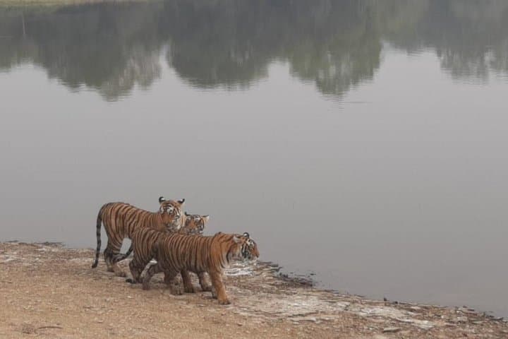 Ranthambore Gypsy Safari: Skip-the-Line Tiger Drives & Jeep Wildlife Viewing photo 4