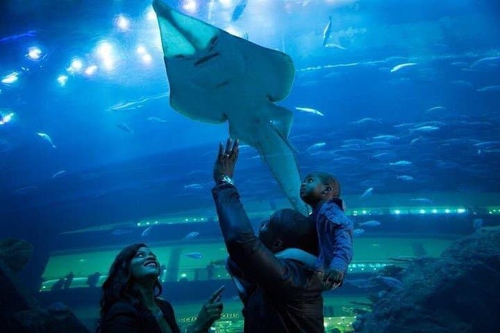 Dubai Aquarium & Underwater Zoo: Tickets, Tunnel Walk and Shark Dives photo 5