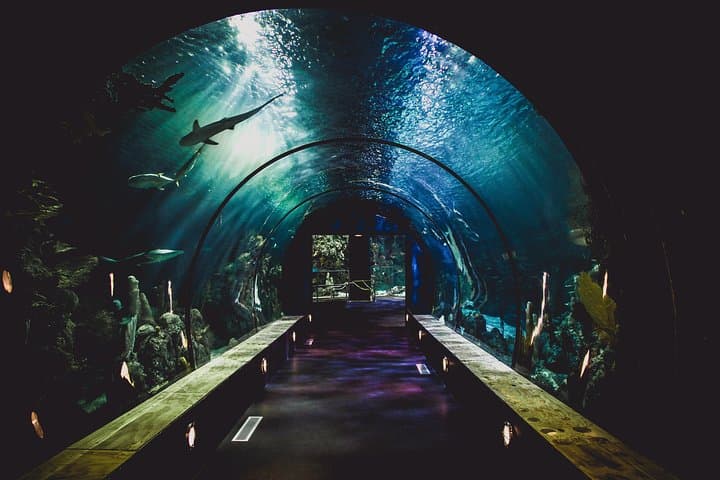 At The Top & Dubai Aquarium: Burj Khalifa Views and Underwater Zoo Combo photo 6