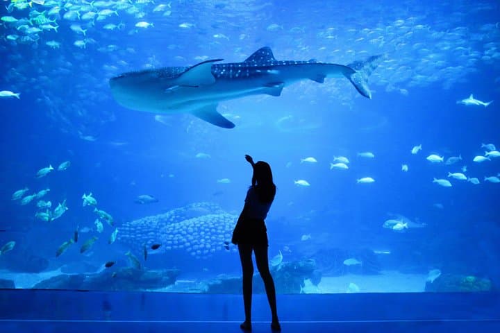 Dubai Aquarium & Underwater Zoo: Tickets, Tunnel Walk and Shark Dives photo 2